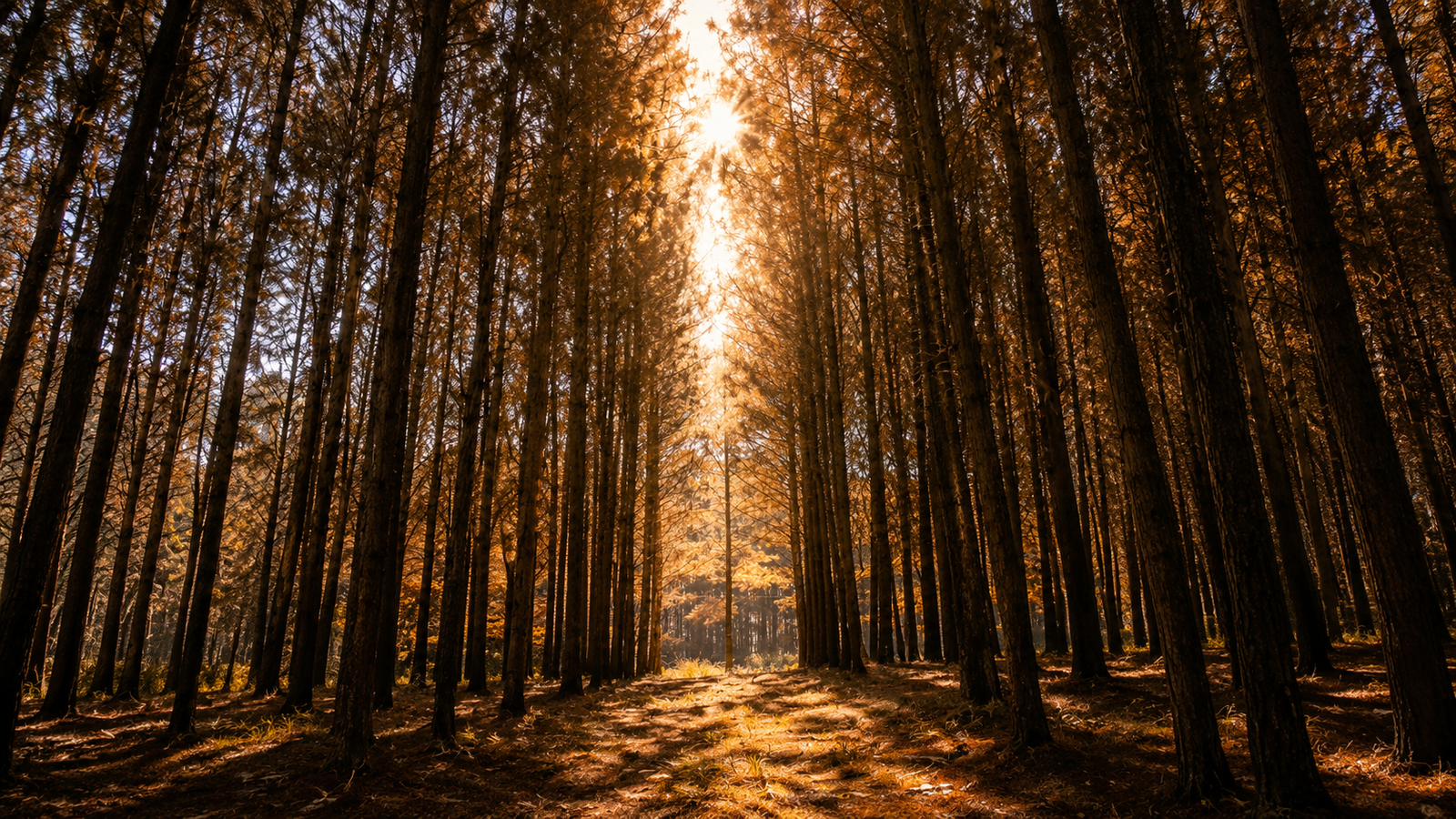  Pine forest landscape in Vagamon